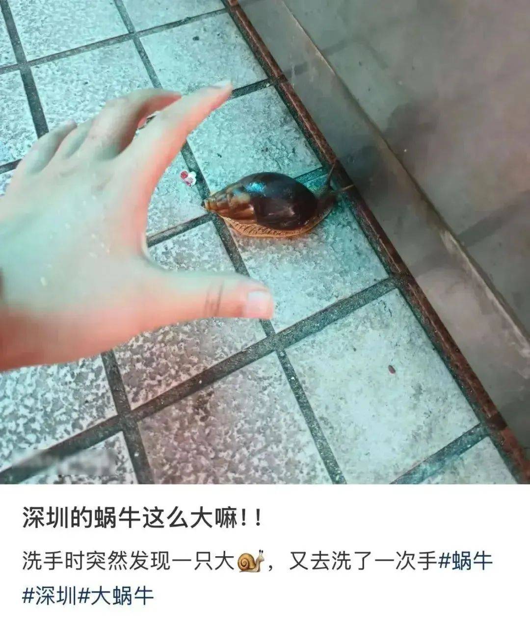皇冠信用網代理
_别碰！别吃！别养！一只就携带100条虫皇冠信用網代理
，看到赶紧远离