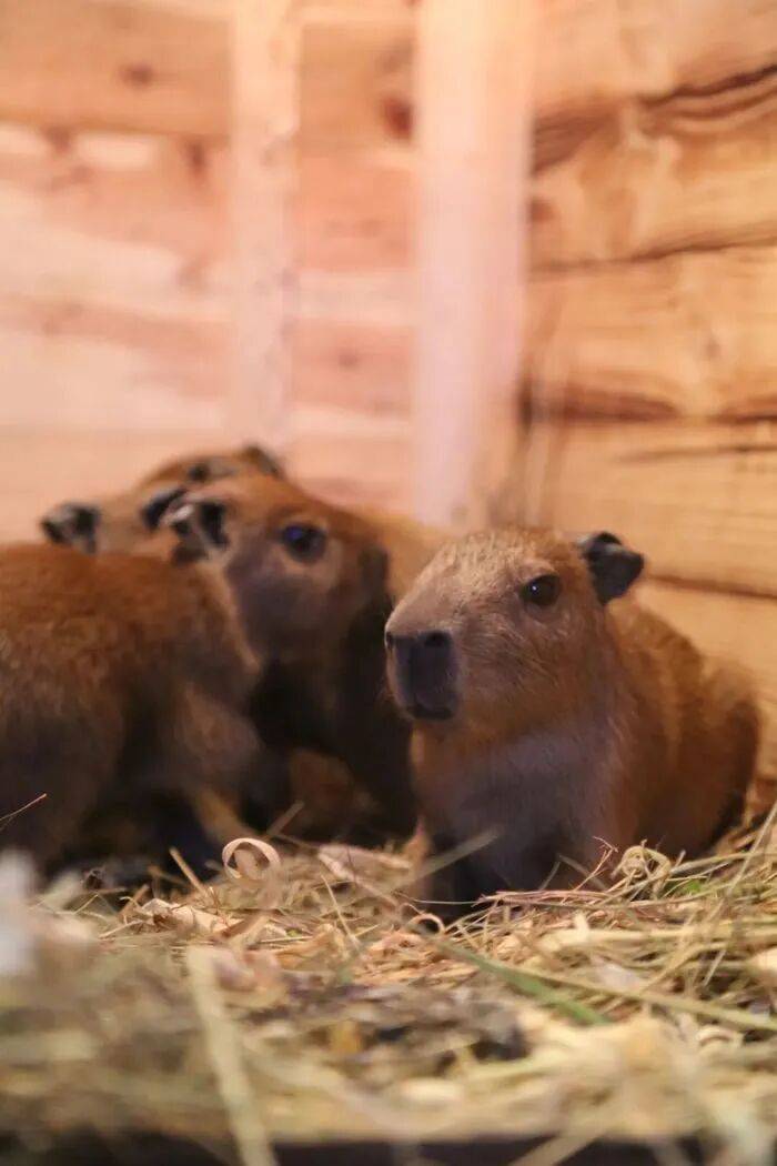 皇冠信用网平台
_出生1小时就能独立行走皇冠信用网平台
，济南动物园“果果”和“豚豚”的4只新生幼崽，周末和市民见面