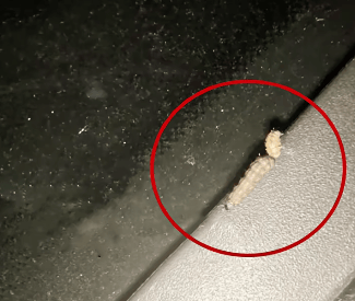 皇冠会员如何申请
_汽车被虫子啃得都是窟窿皇冠会员如何申请
,“一边咬一边往里钻”!很多人中招