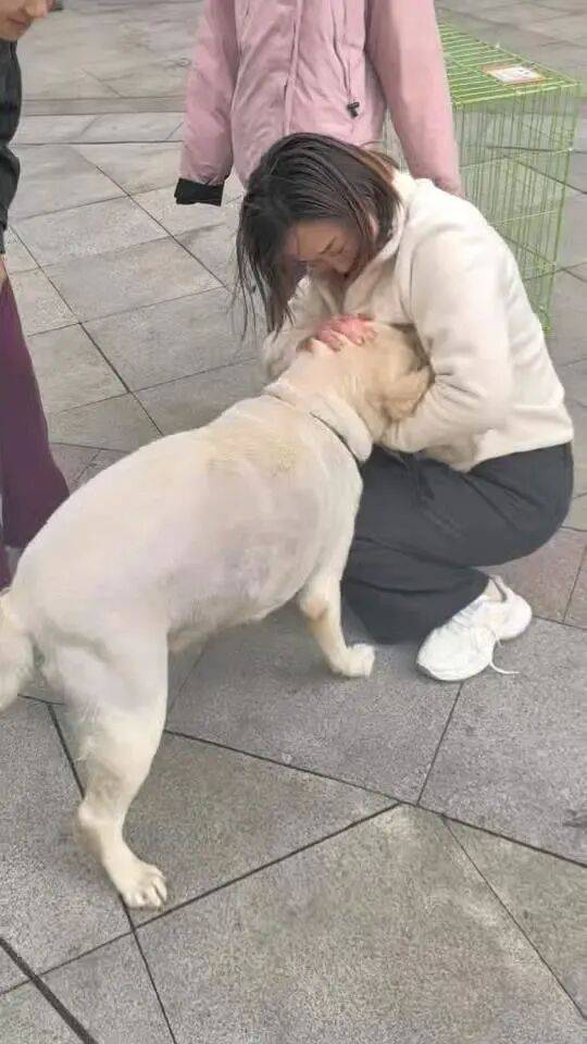 信用平台出租
_青岛一只拉布拉多犬走失三月后信用平台出租
,长沙街头被网友发现并收留,目前犬只已被送回犬主身边