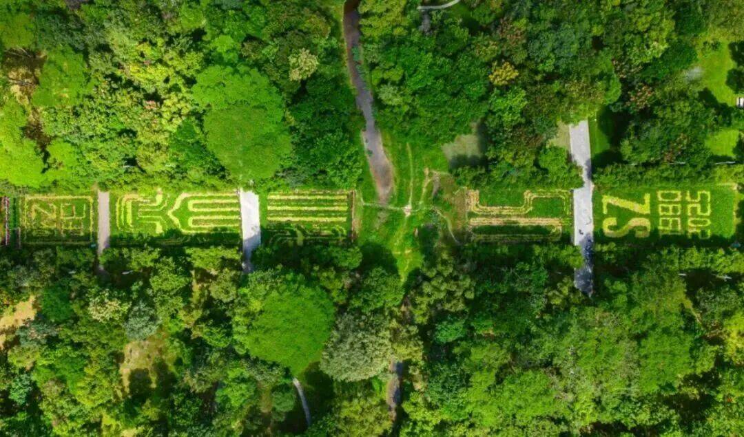 皇冠信用盘会员账号
_深圳市中心竟有一大片“红薯地”皇冠信用盘会员账号
!官方紧急提醒:请勿私挖