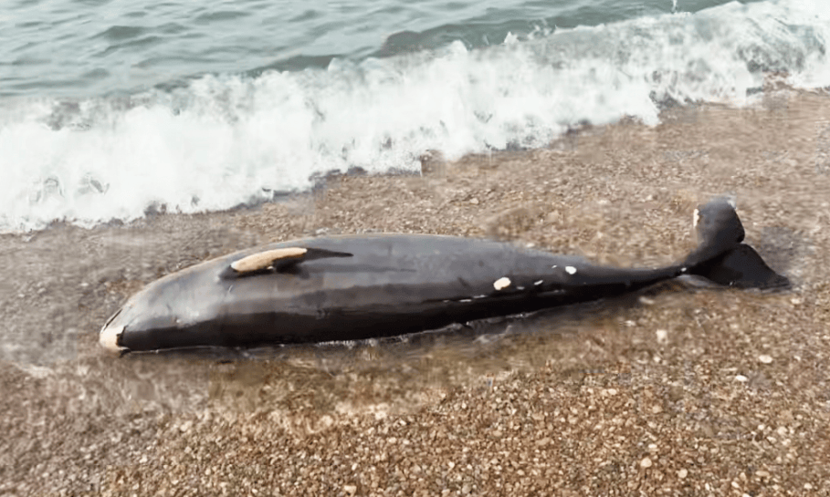 皇冠信用盘网址
_女大学生在大连海边拍摄素材皇冠信用盘网址
,却意外发现已死亡的它