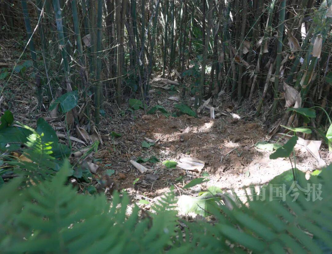 皇冠信用网登3代理
_柳州钓鱼阿叔竹林挖蚯蚓皇冠信用网登3代理
，竟挖出千年前的“大宝贝”！