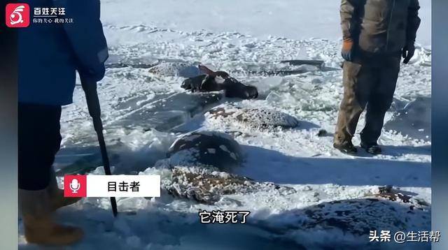 皇冠信用網如何注册
_黑龙江一水库冰面下发现13匹冰冻马皇冠信用網如何注册
，主人：马扎堆喝水坠落淹死，当天零下二三十度