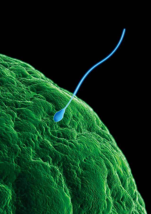 曼城vs曼联_“捐精灾难”曼城vs曼联，近200名新生儿极大概率患癌