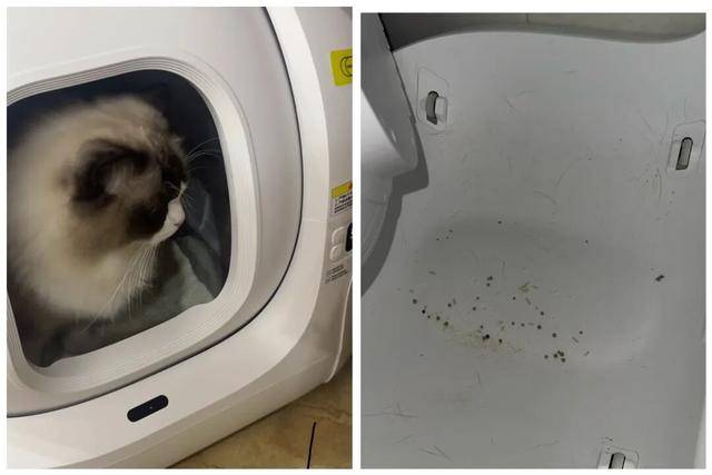 邓迪vs邓迪联_AI养宠神器邓迪vs邓迪联，收割年轻人