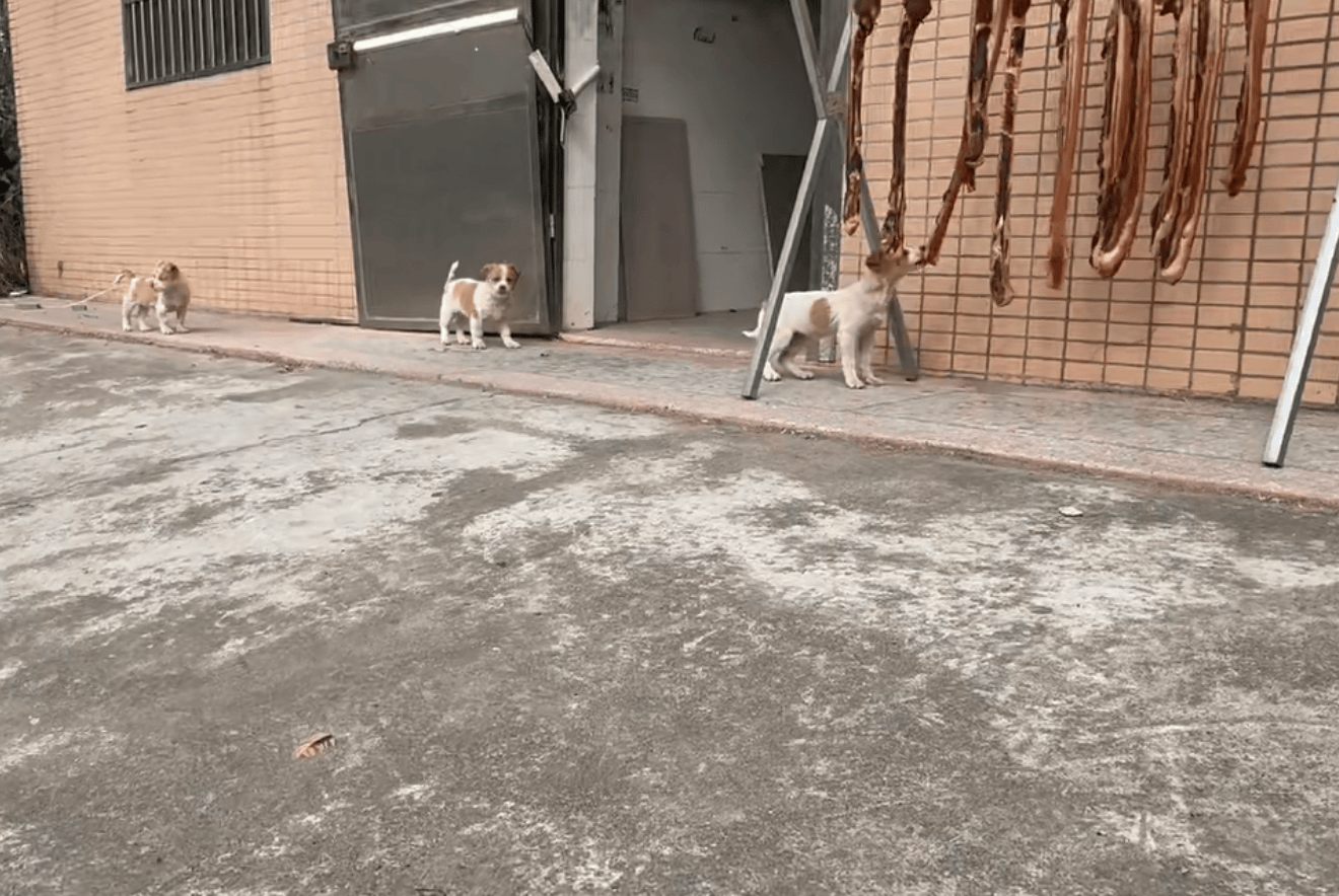 切尔西足球_为防止小狗偷吃切尔西足球，广东男子出动自家吊车半空晒腊肉：风大还干得快