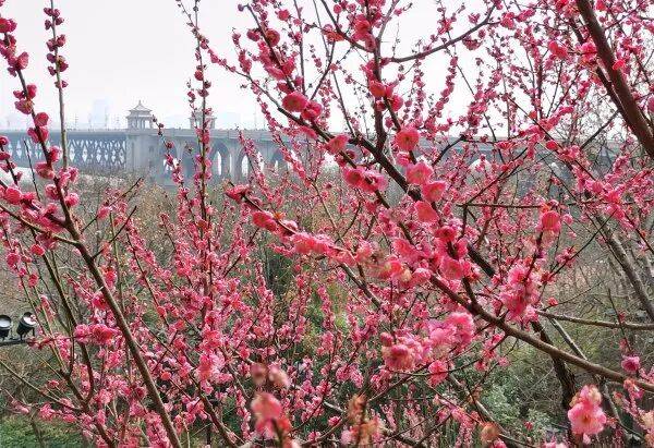 皇冠信用平台出租出售_直冲24℃！武汉多地提前出现皇冠信用平台出租出售，“过年就没见过”