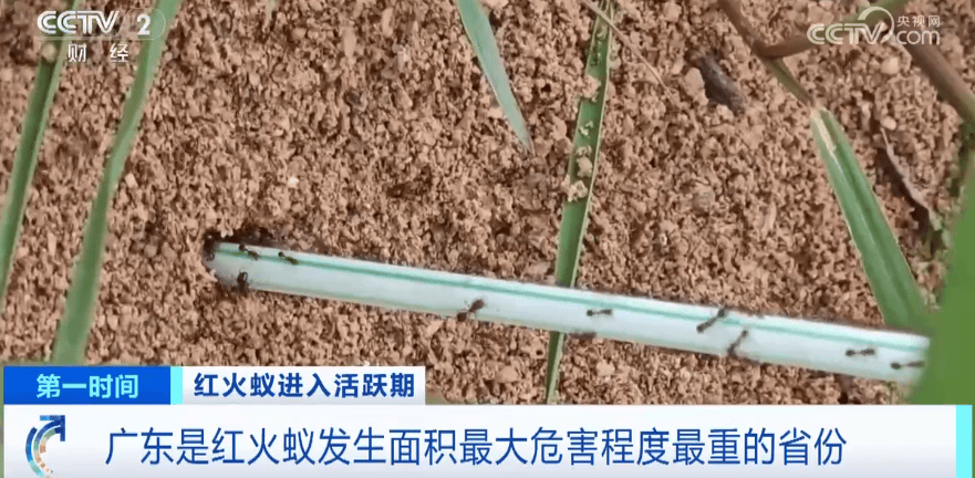 皇冠信用网登3_网友炸锅皇冠信用网登3！广东多个公园、绿化带中出现！深圳疾控紧急提醒：远离这种小土堆